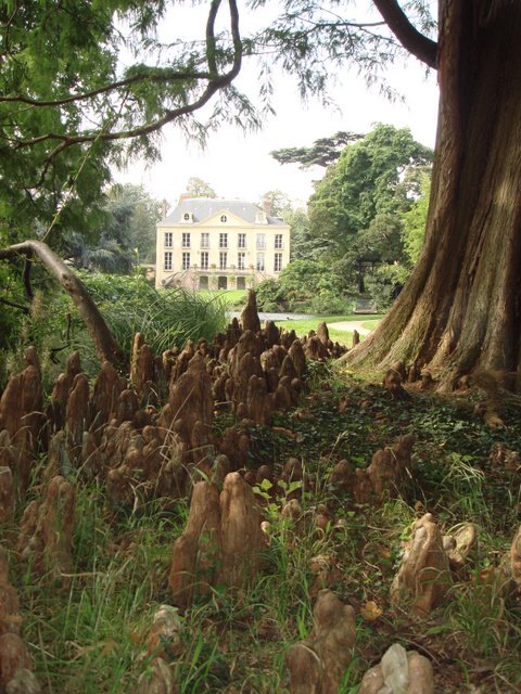 Taxodium distichum pneumatophores